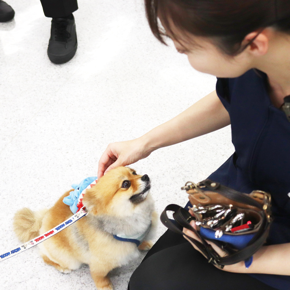 卒業犬のローラちゃんとごろうまるくん☆